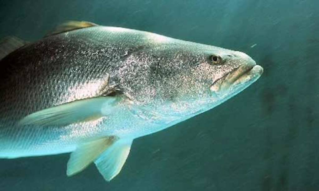 MÉXICO OBTIENE APROBACIÓN PARA COMERCIAR LA TOTOABA A NIVEL INTERNACIONAL
