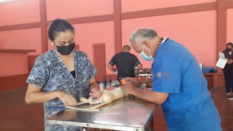 ESTERILIZAN EN MONTE BLANCO A 37 PERROS Y GATOS