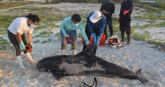 MUEREN TRES ORCAS PIGMEAS QUE RECALARON EN LA COSTA DE YUCATÁN