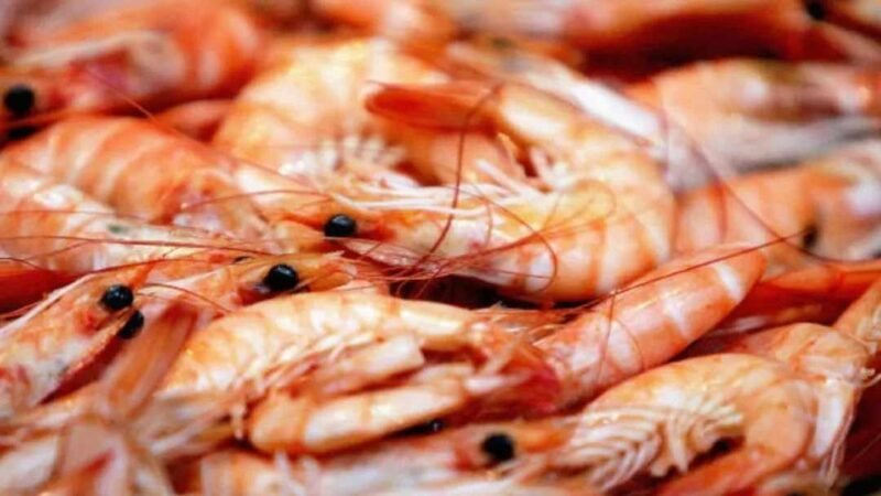 MÉXICO INICIA VEDA DEL CAMARÓN EN EL PACÍFICO Y GOLFO DE CALIFORNIA
