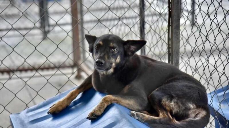 REGLAMENTO DE BIENESTAR ANIMAL, INOPERANTE