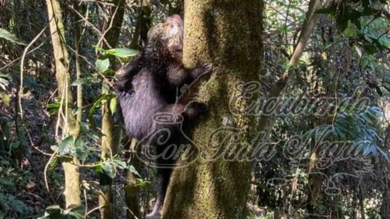 RESCATAN PUERCOESPÍN EN CHOCAMÁN