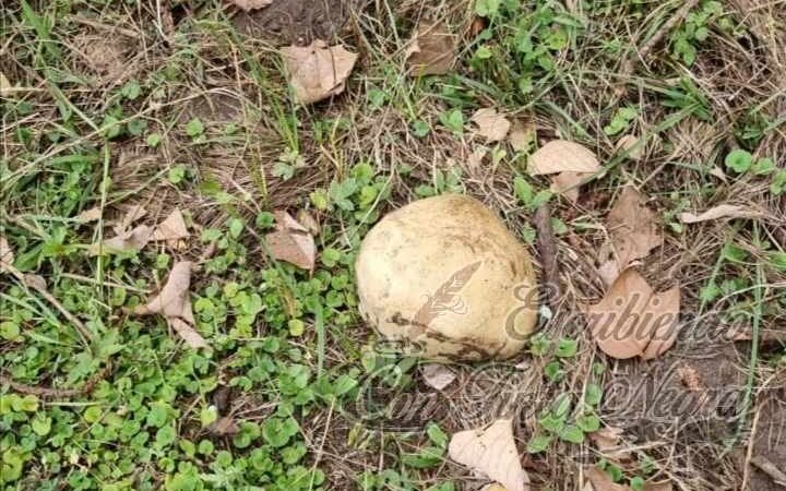 ENCUENTRAN CRÁNEO HUMANO EN CALCAHUALCO