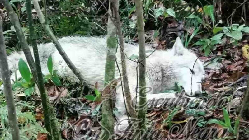 LOCALIZAN A LOBO BLANCO; LO TRASLADAN A ORIZABA