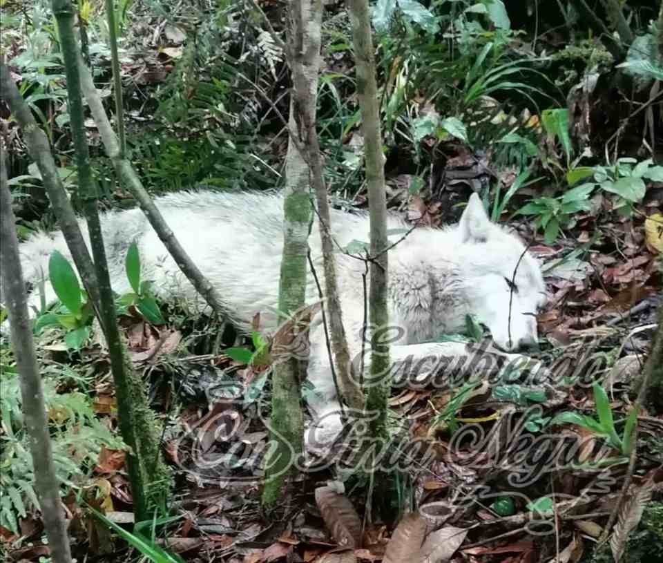 LOCALIZAN A LOBO BLANCO; LO TRASLADAN A ORIZABA