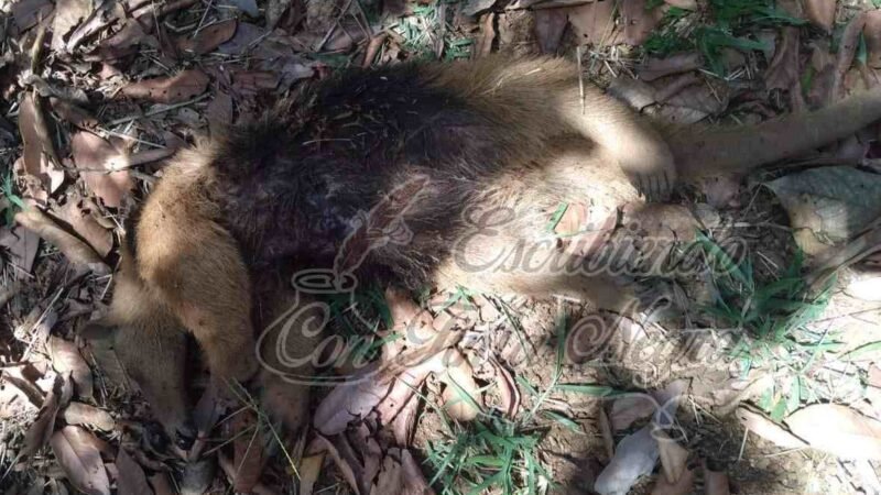 MATAN A OSO HORMIGUERO “POR DIVERSIÓN”