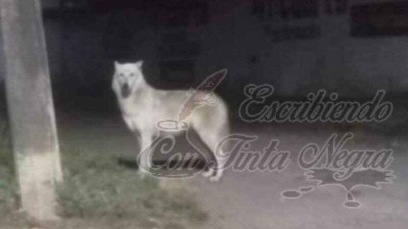 BUSCAN A LOBO EN HUATUSCO