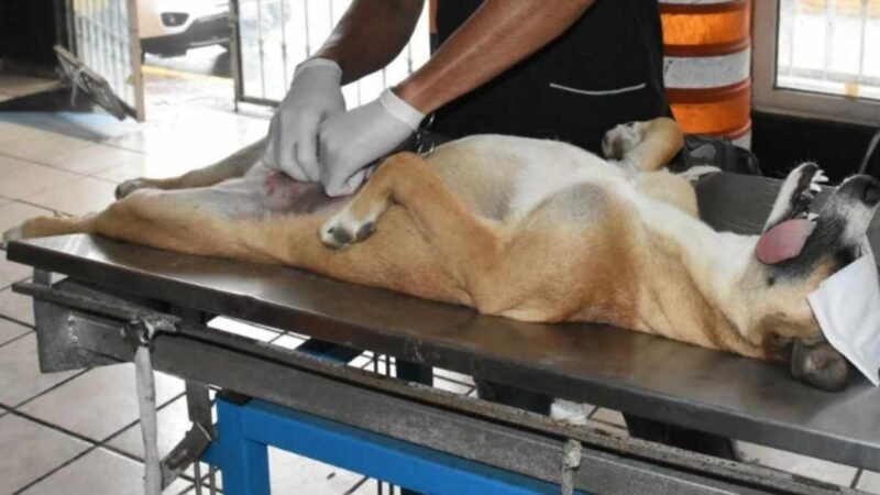 HABRÁ CAMPAÑA DE ESTERILIZACIÓN PARA PERROS Y GATOS