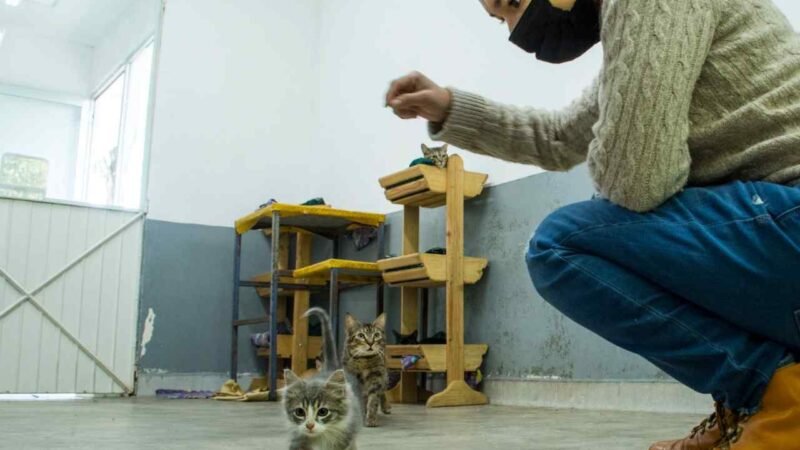 CONVENIO CON UNIVERSIDAD SERÁ A FAVOR DE LA SALUD DE ANIMALES
