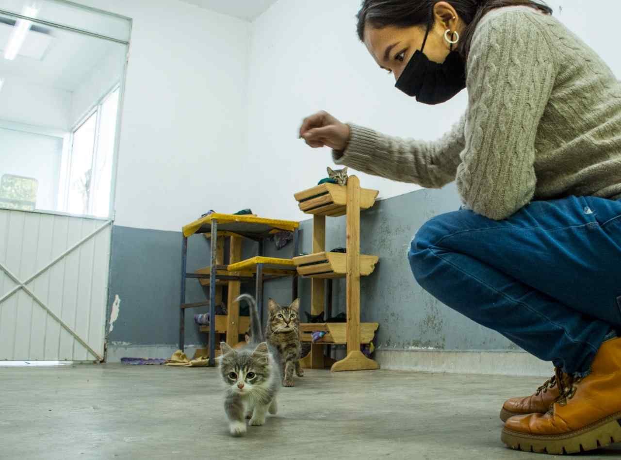 CONVENIO CON UNIVERSIDAD SERÁ A FAVOR DE LA SALUD DE ANIMALES