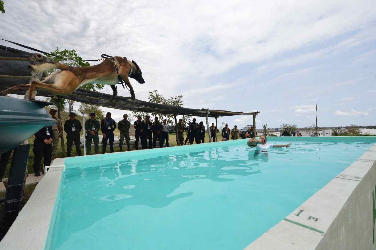 PRESENTAN AVANCES DE DIPLOMADO INTERNACIONAL TÁCTICO K9