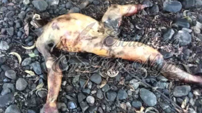 ENCUENTRAN A MUJER PUTREFACTA