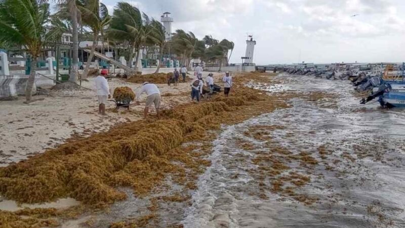 “ALARMANTE” LA CANTIDAD DE SARGAZO QUE PODRÍA LLEGAR A COSTAS DEL CARIBE: SEMAR