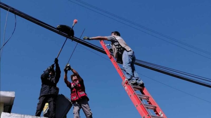 RESCATAN A PUERCO ESPÍN