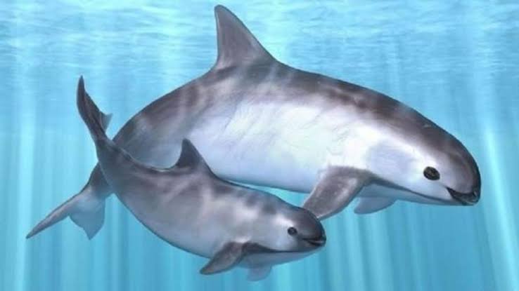 DETECTAN PRESENCIA DE CRÍAS DE VAQUITA MARINA