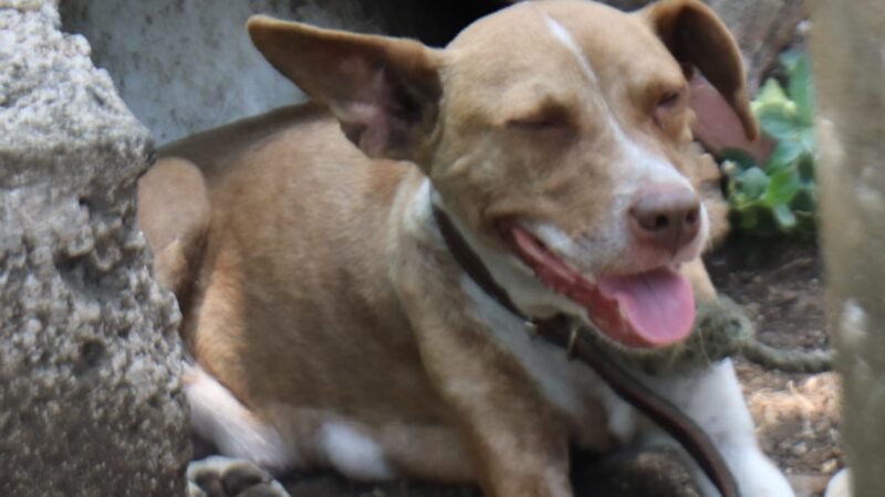 PROMUEVEN EN ATOYAC CAMPAÑA DE ESTERILIZACIÓN