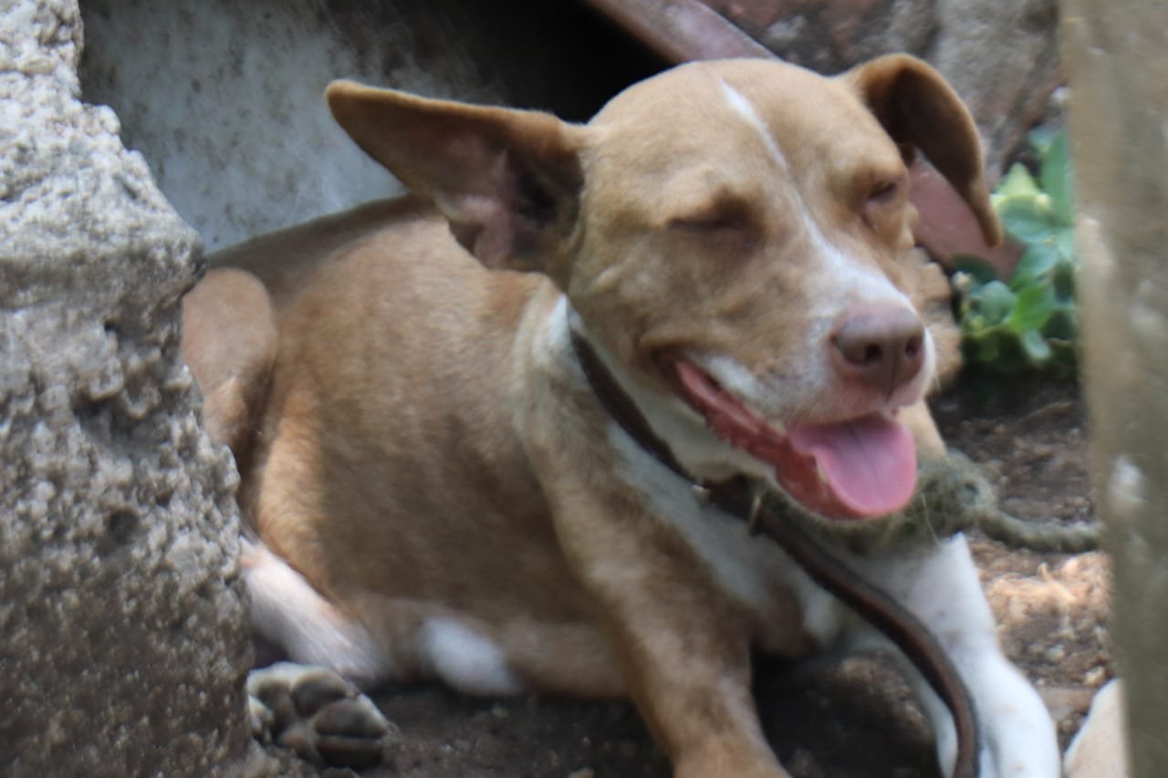 PROMUEVEN EN ATOYAC CAMPAÑA DE ESTERILIZACIÓN