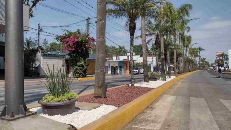 REFORESTARÁ AYUNTAMIENTO CON 300 ÁRBOLES PARQUES Y ENTRADAS PRINCIPALES DE LA CIUDAD
