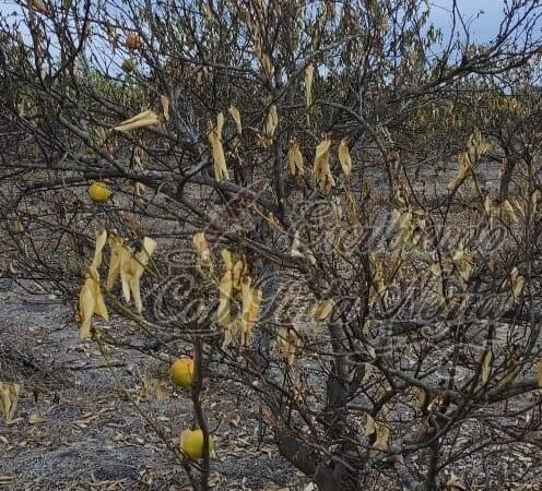 DEVASTADOS, CULTIVOS DE LIMÓN POR SEQUÍA