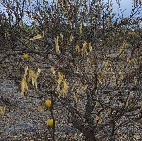 DEVASTADOS, CULTIVOS DE LIMÓN POR SEQUÍA