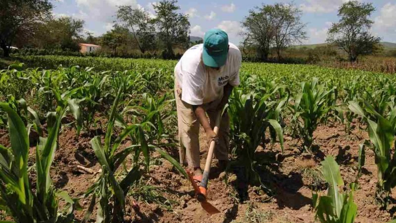 AMLO LLAMA A PEQUEÑOS PRODUCTORES A SUMARSE A PRODUCCIÓN DE AUTOCONSUMO