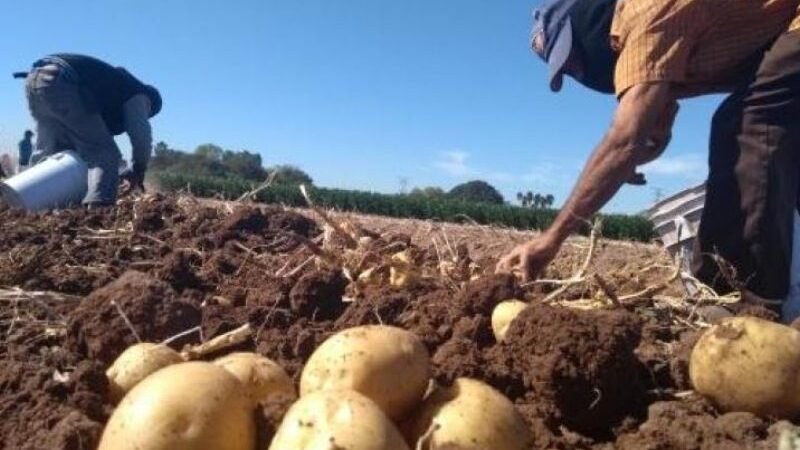PRODUCTORES REPUDIAN IMPORTACIÓN DE PAPA ESTADUNIDENSE