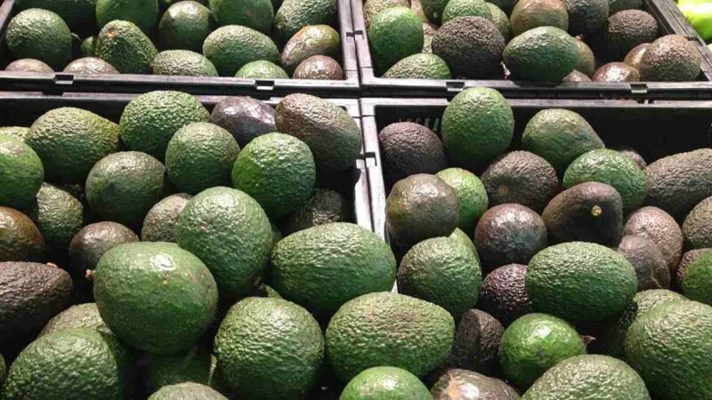 COSTA RICA LEVANTA RESTRICCIÓN DE IMPORTACIÓN DE AGUACATES MEXICANOS