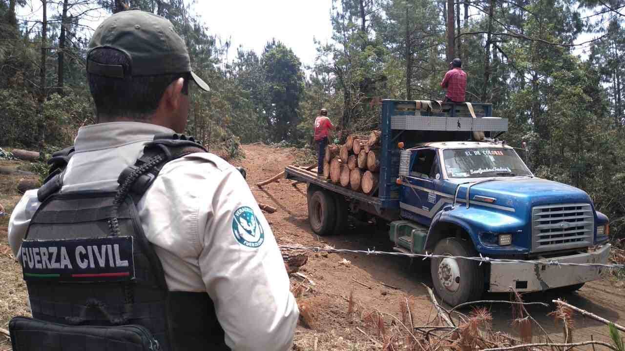 CLAUSURAN PREDIO FORESTAL POR TALA ILEGAL