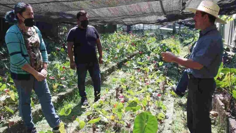 BENEFICIARÁ AYUNTAMIENTO A 763 PRODUCTORES DEL CAMPO CON SEMILLAS Y CAL AGRÍCOLA