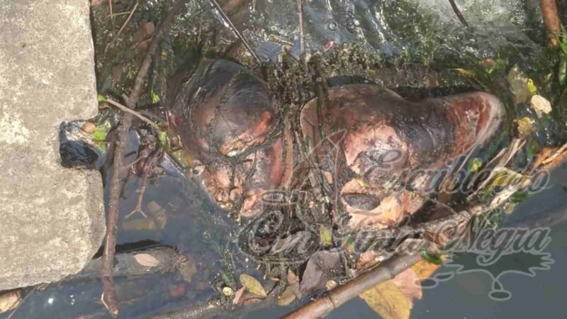 ENCUENTRAN PUTREFACTO EN CANAL DE RIEGO