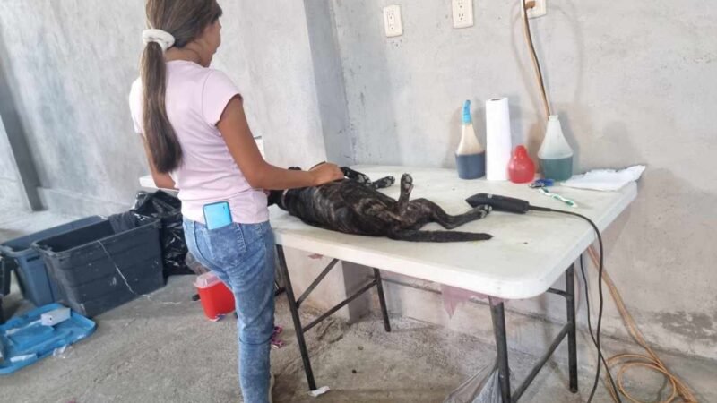 REALIZAN PRIMER CAMPAÑA DE ESTERILIZACIÓN FELINA Y CANINA EN IXHUATLÁN