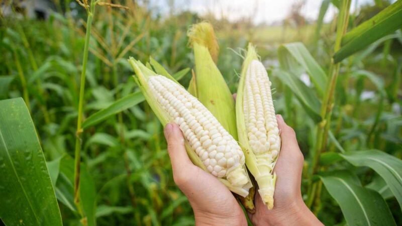 SEGALMEX COMPRARÁ 521 MIL TONELADAS DE MAÍZ PARA GARANTIZAR ABASTO