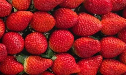 INVESTIGAN CASOS DE HEPATITIS EN EU Y CANADÁ VINCULADOS A FRESAS CONTAMINADAS 