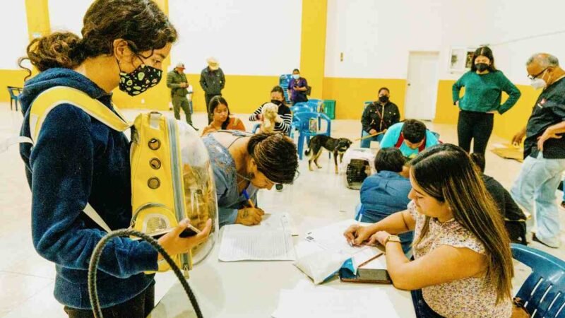 ESTERILIZAN A CANINOS Y FELINOS EN COSCOMATEPEC