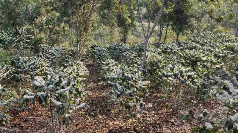 LLUVIA “BENDICE” A LAS FINCAS DE CAFÉ