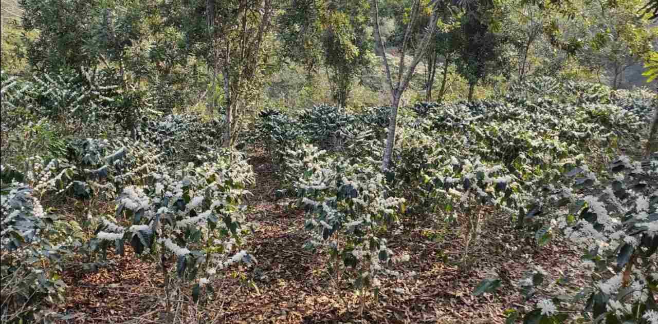 LLUVIA “BENDICE” A LAS FINCAS DE CAFÉ