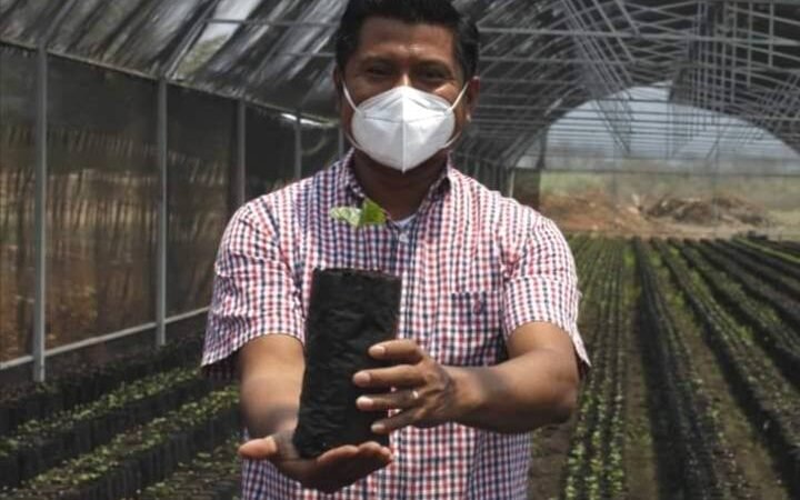 DISTRIBUIRÁ ALCALDE DE ATOYAC MÁS DE 30 MIL PLANTAS DE CAFÉ