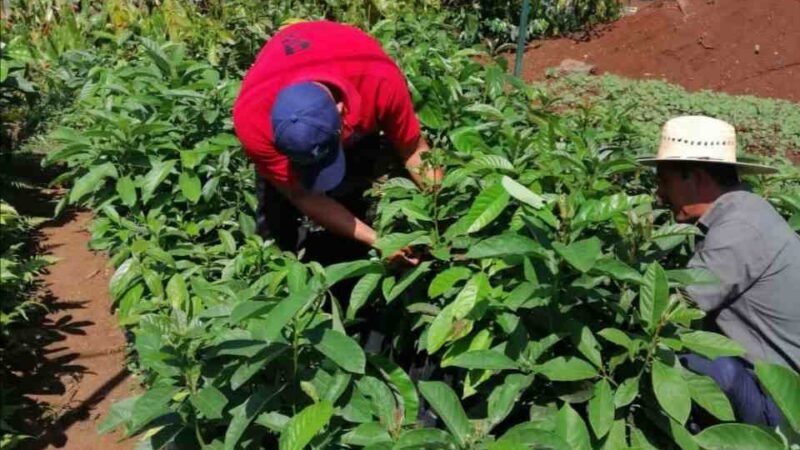 CAPACITARÁN A PRODUCTORES EN INJERTO DE AGUACATE HASS