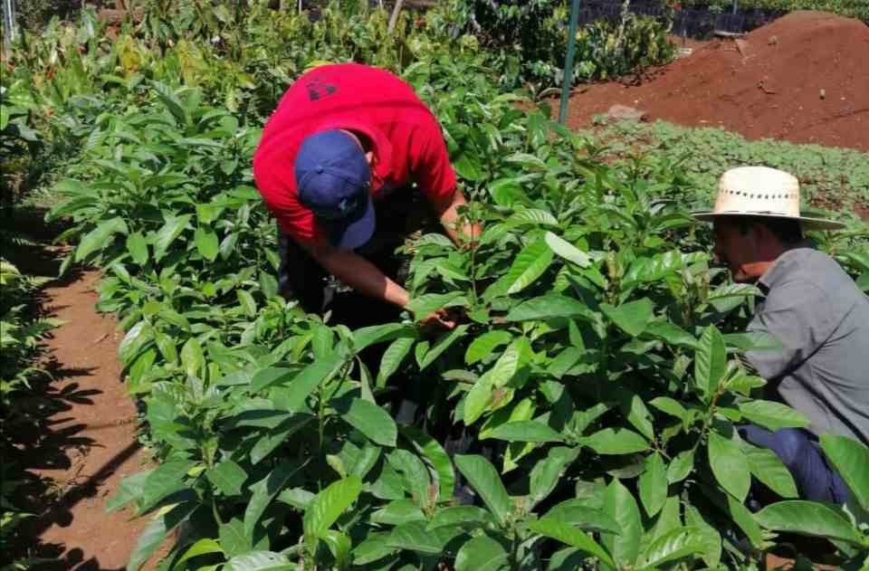 CAPACITARÁN A PRODUCTORES EN INJERTO DE AGUACATE HASS