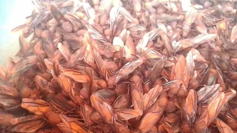CHICATANAS ALCANZAN LOS 600 PESOS POR KILOGRAMO