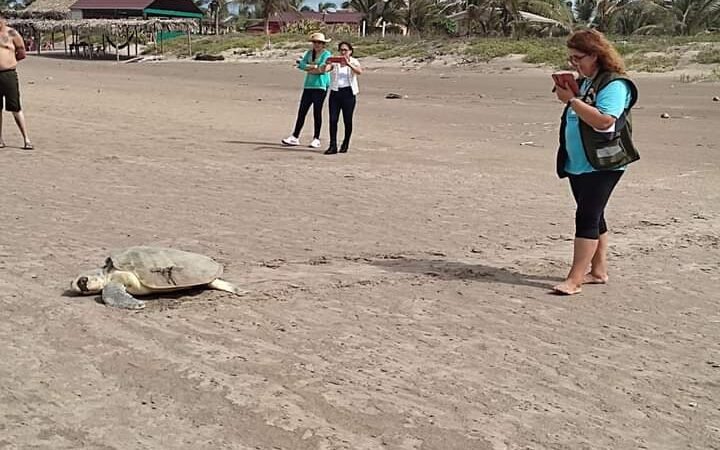 AUMENTA ANIDACIÓN DE TORTUGA MARINA
