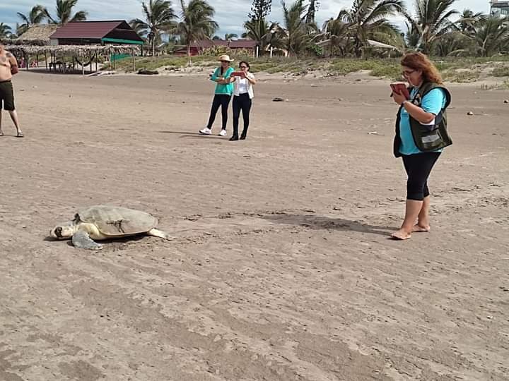 AUMENTA ANIDACIÓN DE TORTUGA MARINA