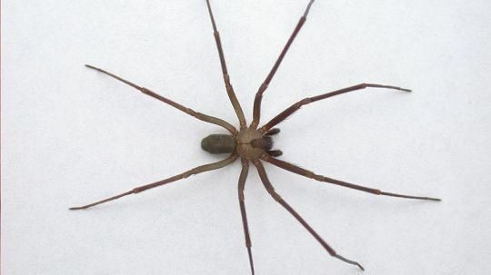 ALERTAN POR PRESENCIA DE ARAÑA VIOLINISTA