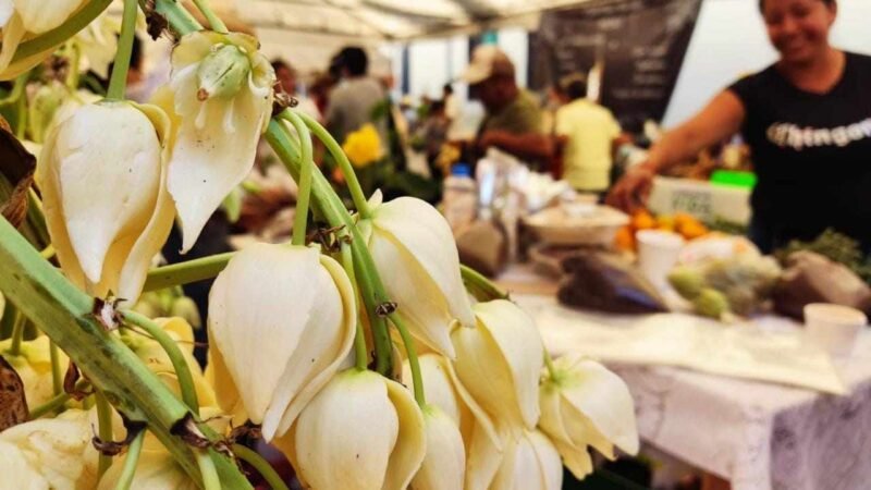 CONCURSARÁN 46 PLATILLOS EN EL PRIMER FESTIVAL DE LA FLOR DE IZOTE