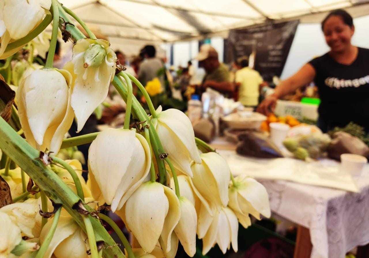 CONCURSARÁN 46 PLATILLOS EN EL PRIMER FESTIVAL DE LA FLOR DE IZOTE