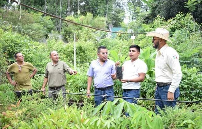CONSOLIDA VENTURA DEMUNER PROYECTO DE REFORESTACIÓN