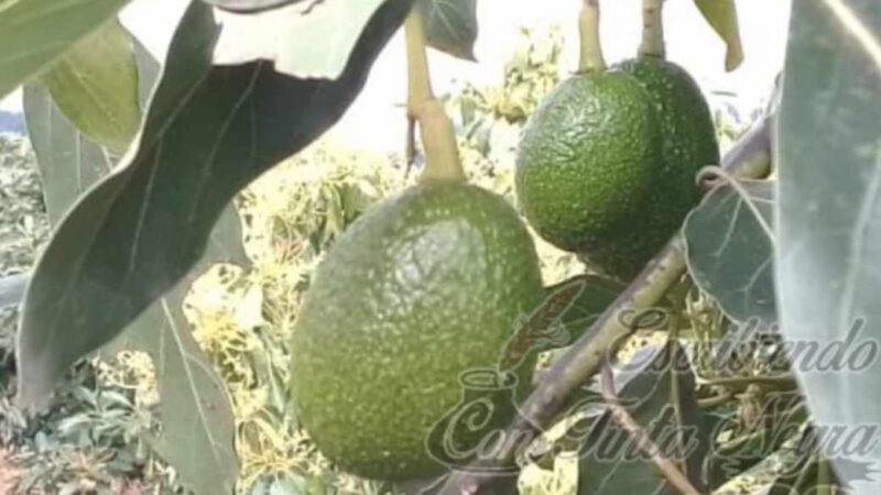 HABRÁ FORO PARA AGUACATEROS EN CALCAHUALCO