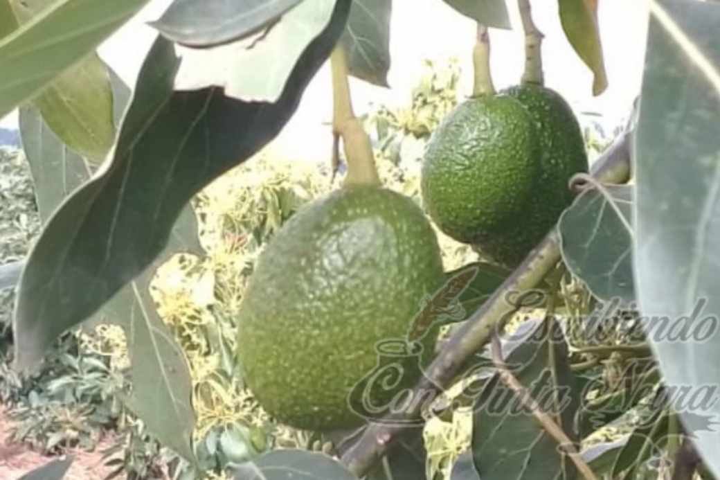HABRÁ FORO PARA AGUACATEROS EN CALCAHUALCO