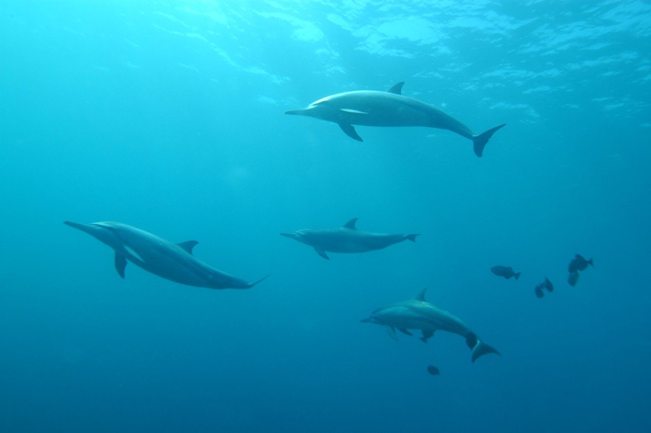 LA GUERRA EN UCRANIA, MORTAL PARA MILES DE DELFINES EN EL MAR NEGRO