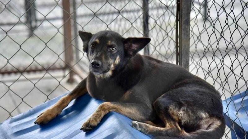 LE BUSCAN HOGAR A 15 PERRITOS